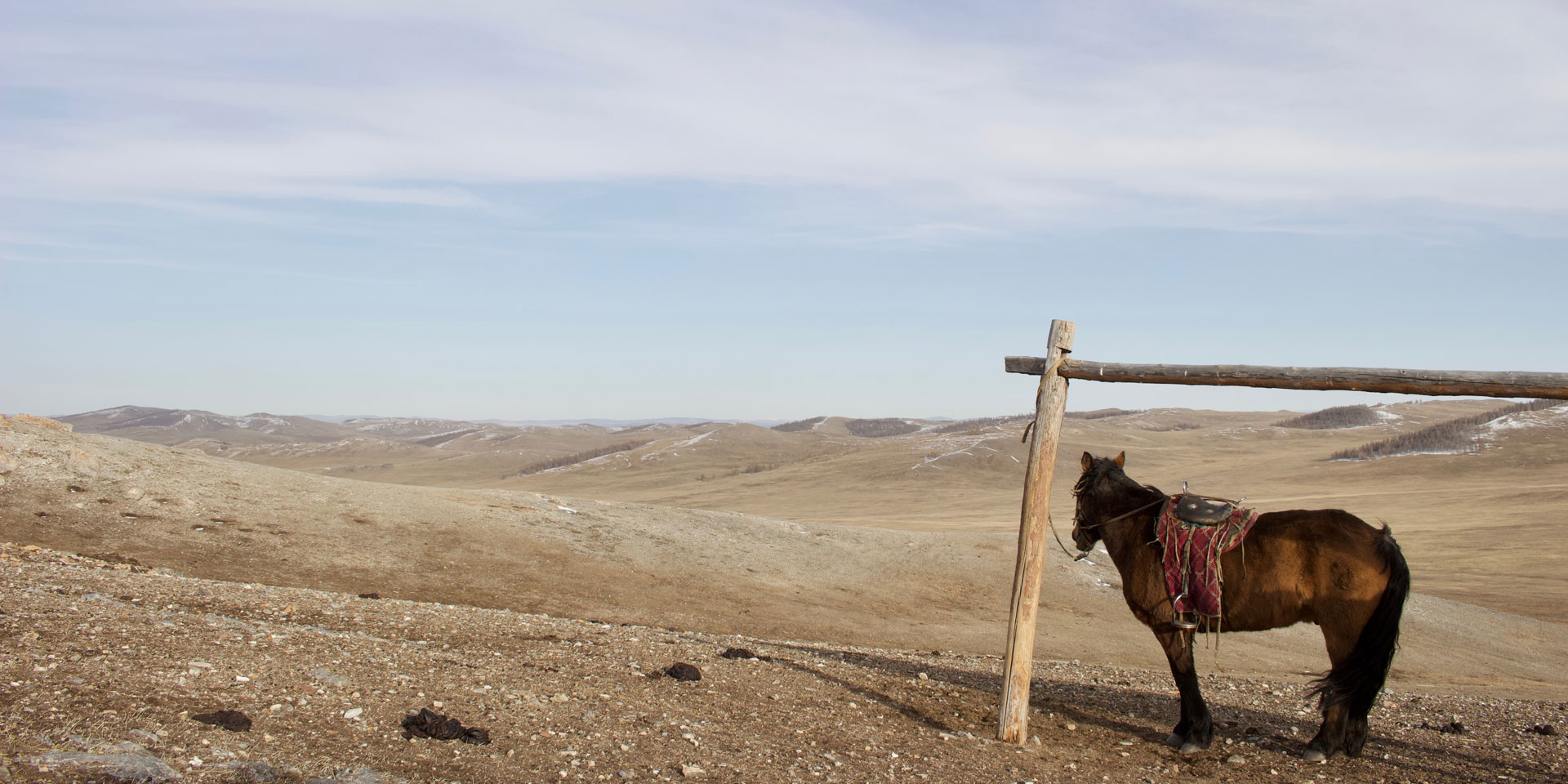 LANGYARNS Noble Nomads cheval solitaire dans l'immensité de la Mongolie